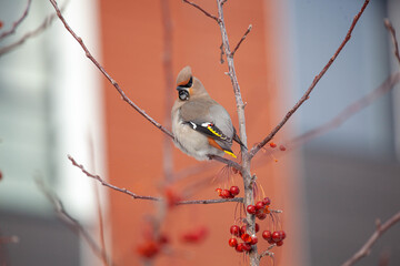 Bohemian waxwing winter passerine bird feeding on berries
