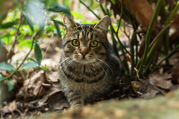 Naklejka na ściany i meble A striped young cat with surprised eyes in the garden. Close-up portrait, looking directly at the camera. Blurred background of green foliage. Walking on the street, exploring nature. Warm summer day