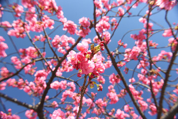 さくら 満開 桜 河津桜 美しい 花 春 穏やか 美しい かわいい 花見