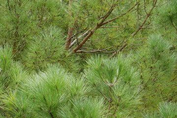 Pin maritime et ses aiguilles