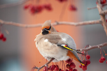 Fototapeta premium Bohemian waxwing winter passerine bird feeding on berries