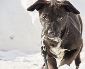 An awesome, cute little black half breed puppy playing in the white snow