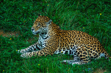 Obraz premium leopard lying in the grass