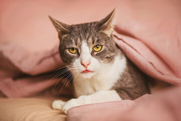 A cute domestic tabby cat with yellow eyes lies on the bed with a pink blanket and shows his tongue. A pet.