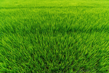 Numerous green rice fields in natural light are views from above.