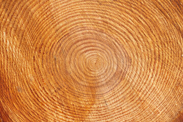 Close-up of a cross-section of a tree trunk.Texture of a cut tree with annual rings.Tree trunk cutaway.Wood texture background