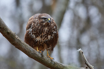 Buteo buteo, common buzzard, amazing predator, wildlife from danube wetland, Slovakia, Europe
