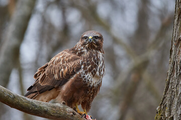 Buteo buteo, common buzzard, amazing predator, wildlife from danube wetland, Slovakia, Europe