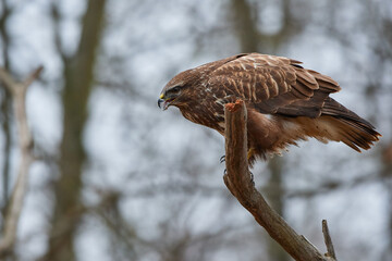 Buteo buteo, common buzzard, amazing predator, wildlife from danube wetland, Slovakia, Europe