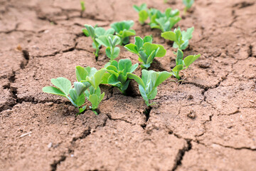 Pea seedlings grow on cracked land, North China