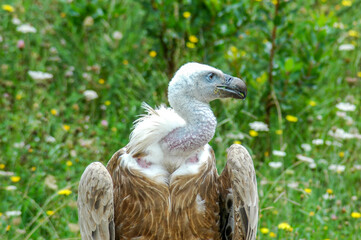 close-up of a vulture in the grass
