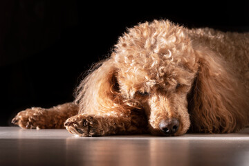 An apricot poodle with curly golden hair lies in the sunlight on a black background.
