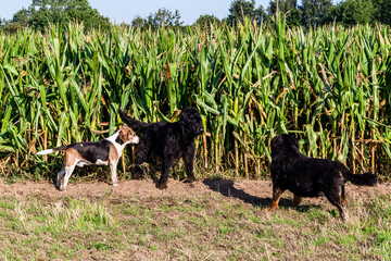 Obraz na płótnie Canvas Drei Hunde stehen im Maisfeld