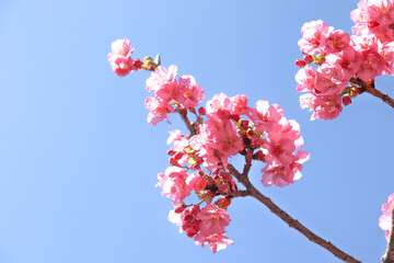 桜 綺麗 春 サクラ 河津桜 さくら ピンク 美しい かわいい 花見 卒業 入学