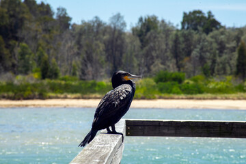 Great cormorant (scientific name phalacrocorax carbo novaehollandiae) seen near Mossy Point Boat ramp