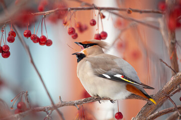 Bohemian waxwing winter passerine bird feeding on berries