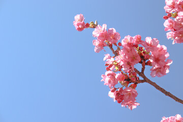 さくら サクラ 河津桜 美しい 綺麗 ピンク パステル かわいい 花見