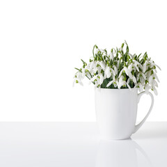 First wild white snowdrop flowers (Galanthus nivalis) in cup on glass table isolated on white. Mockup greeting card or interior decoration