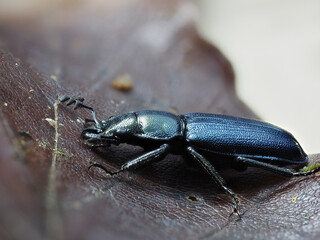 Rehschröter (Platycerus spec.)