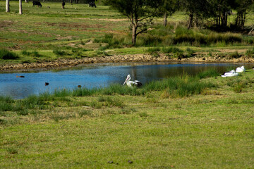 Australian pelican (scientific name pelecanus conspicillatus) resting beside pond 