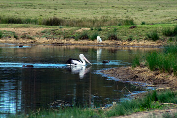 Australian pelican (scientific name pelecanus conspicillatus) swimming on pond 