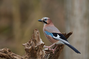 Garrulus glandarius, Eurasian jay, wildlife from danube wetland forest, Slovakia, Europe