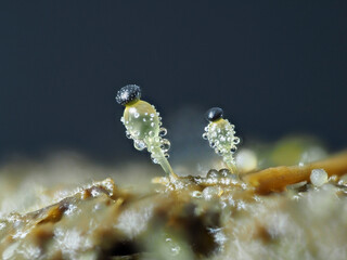 Pillenwerfer (Pilobolus kleinii) ca. 1mm