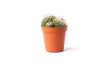 cactus in brown flowerpot isolated on white