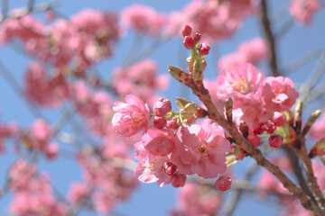桜 さくら サクラ 河津桜 ピンク パステル 花見 綺麗 美しい かわいい