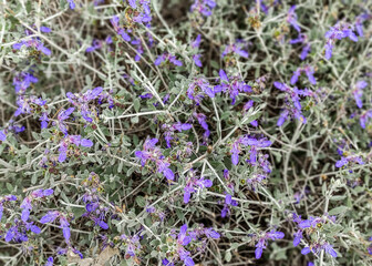 blue flowers background