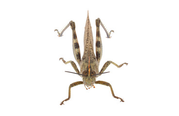 The Egyptian grasshopper or Egyptian locust isolated on white background, Anacridium aegyptium