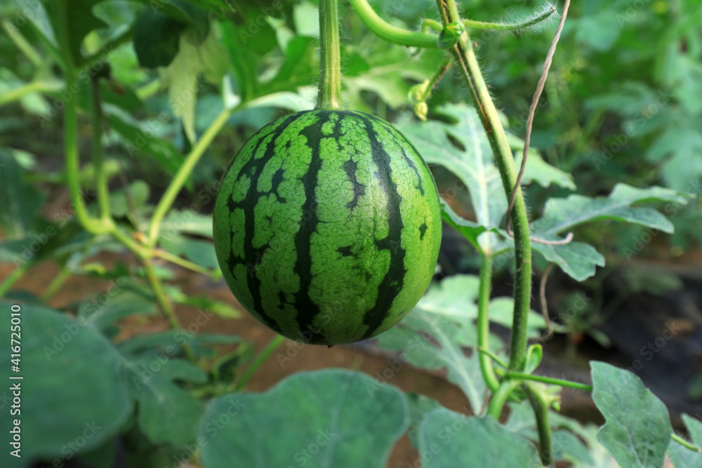 Poster The watermelon is in the greenhouse