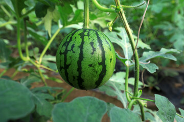 The watermelon is in the greenhouse