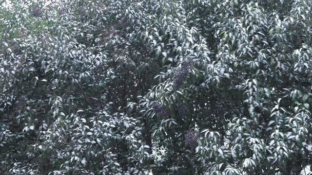 In snowing weather cherry laurel tree's branch, leaves and unripened fruit shake and swing with the wind in winter