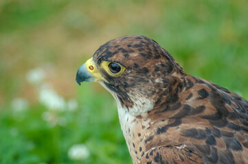 peregrine falcon portrait