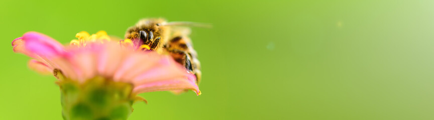 Bee and flower. Banner. Close up of a  striped bee collecting pollen on a pink flower on a Sunny...