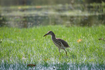 Indian pond heron foraging by the river.