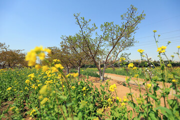 Blooming rape flowers in the park, North China