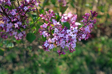Beautiful lilacs in the park, North China
