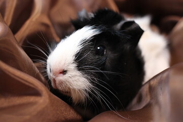 fluffy guinea pig black and white pet animal