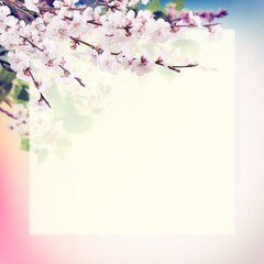 Background with cherry flowers and place for your text