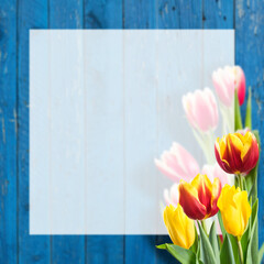 Tulip flowers and white sheet