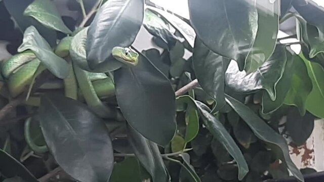 Paar der Rauen Grasnatter (Opheodrys aestivus) bei der Balz 