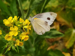 butterfly on a flower