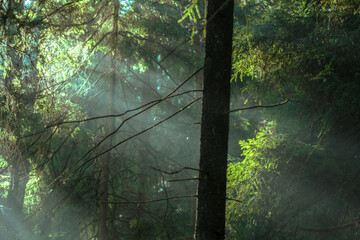 mystical forest with haze and rays of sunshine