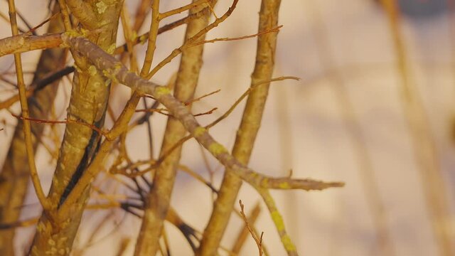 Common Kingfisher Nosedives from Brach of Tree, Close Up Slow Motion View