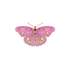 Pink butterfly on a white background, insects