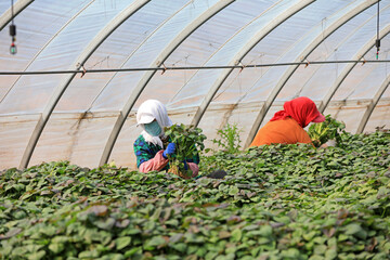 Female farmers are collecting sweet potato seedlings in the greenhouse.