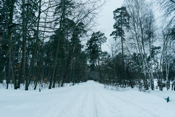 Snow in the forest. Winter forest. Cold gloomy weather. Landscape.