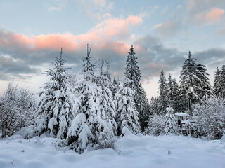 verschneite Bäume in Thüringen / Thüringer Wald